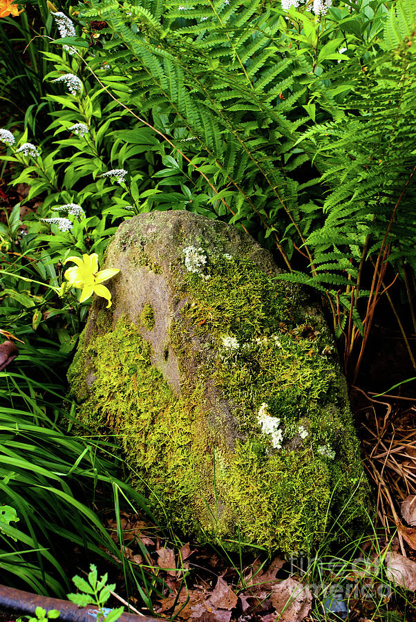 Mossy Lava Rock Photograph by Kevin Gladwell