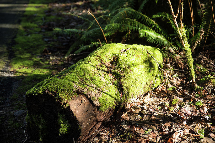 Mossy Log Photograph by Tom Cochran