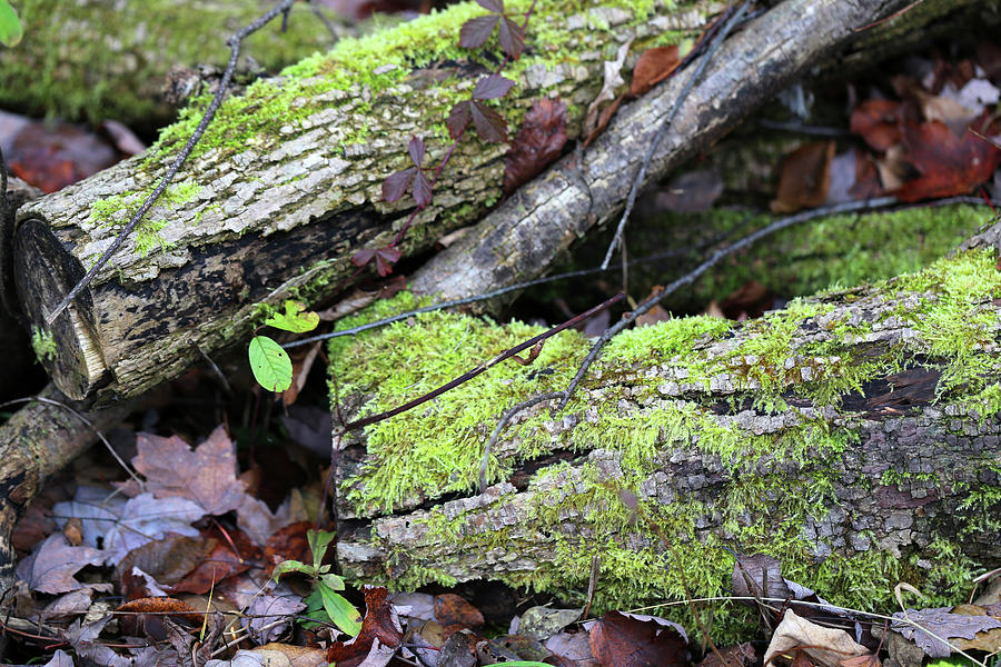 Mossy Logs Photograph by Mary Bedy