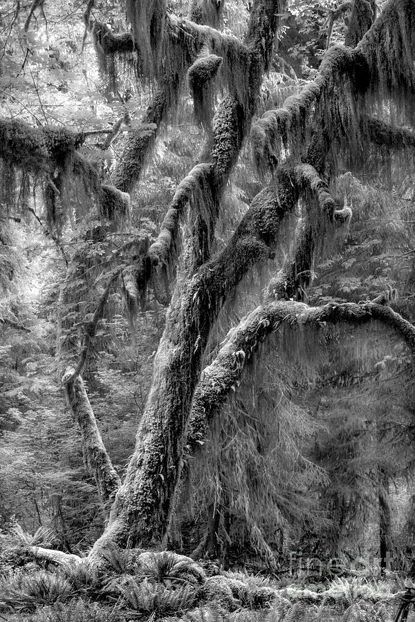 Mossy Maple BW Photograph by Timothy Hacker