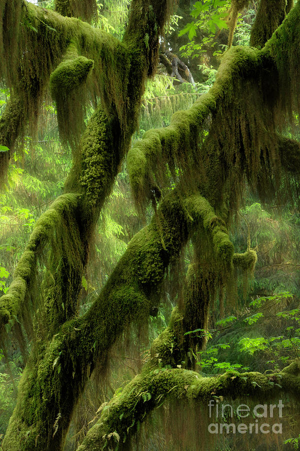 Mossy Maple Close  Photograph by Timothy Hacker
