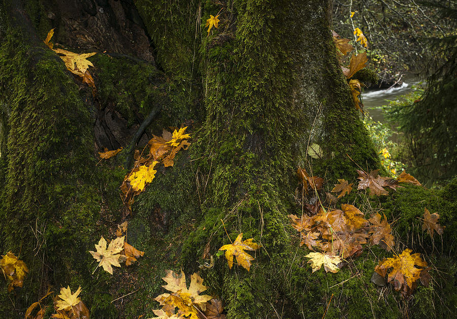 Mossy Maple Tree Photograph by Robert Potts