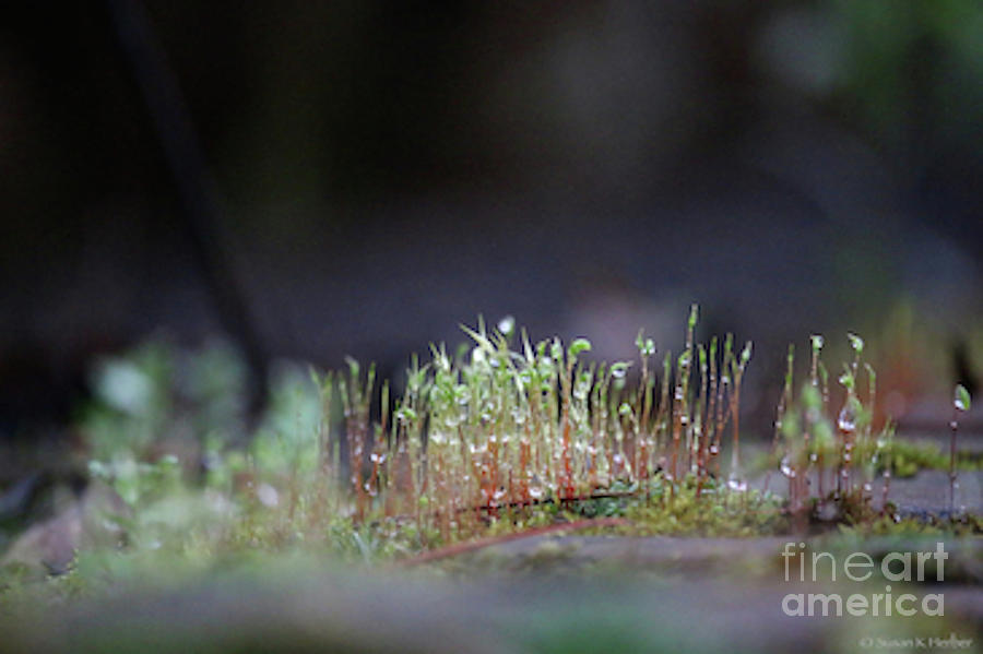 Mossy Mondays Photograph by Susan Herber
