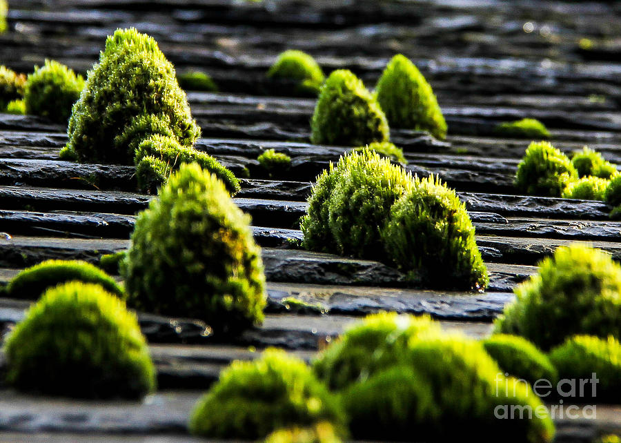 Mossy Monoliths Photograph by SnapHound Photography
