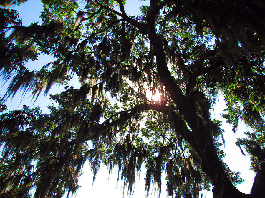 Mossy Oak 2 Photograph by Elyza Rodriguez
