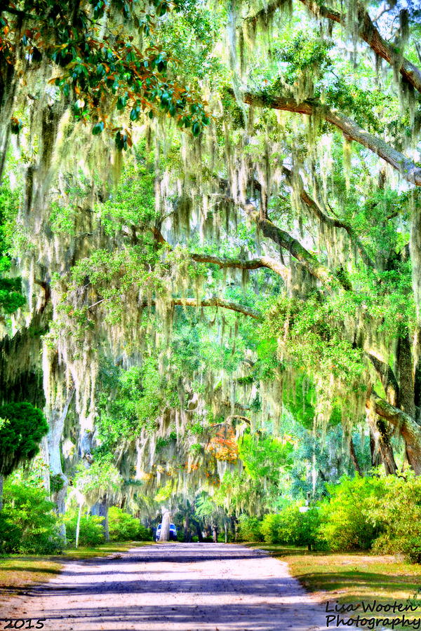 Tree Photograph - Mossy Oak Pathway H D R by Lisa Wooten