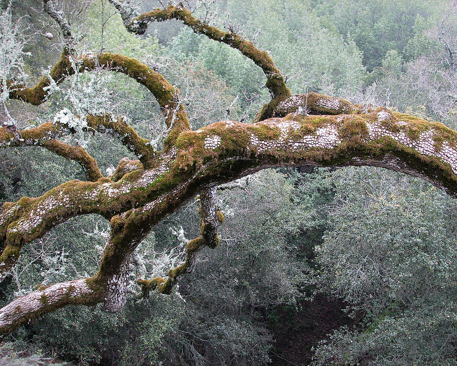 Mossy Oak -- Oak Tree on Mt. Hamilton Road, Santa Clara County, California Photograph by Darin Volpe