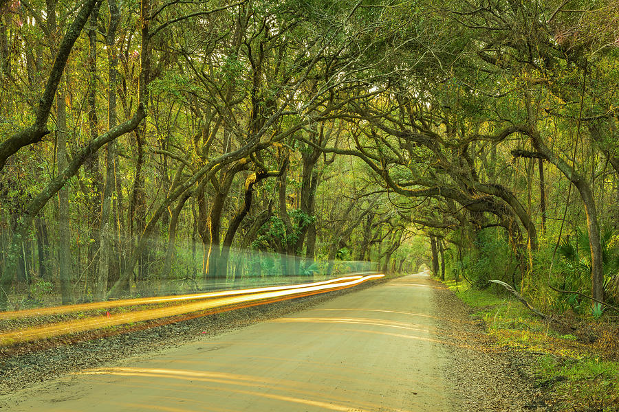 Mossy Oaks Canopy in South Carolina Photograph by Ranjay Mitra
