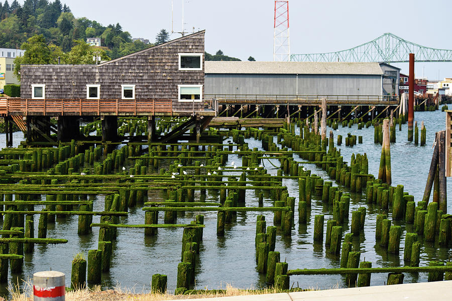 Mossy Pilings Photograph by Tom Cochran