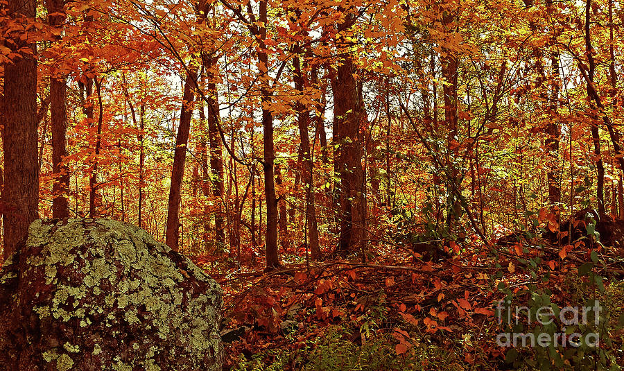 Fall Photograph - Mossy Rock and Autumn Woods by Mary Ann Weger