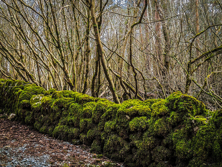 Mossy Rock Fence in Coole Park Wood Photograph by James Truett