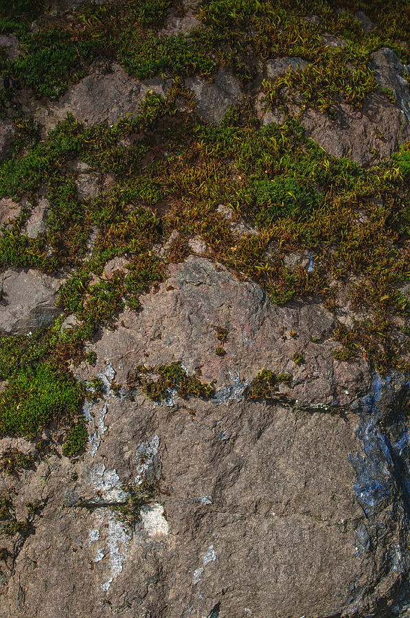 Mossy Rock Photograph by Tikvahs Hope