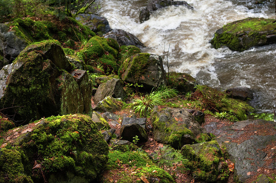 Mossy Rocks and Water Stream Photograph by Jenny Rainbow
