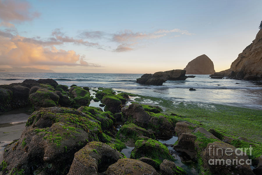 Mossy Rocks At The Beach Photograph by Paul Quinn