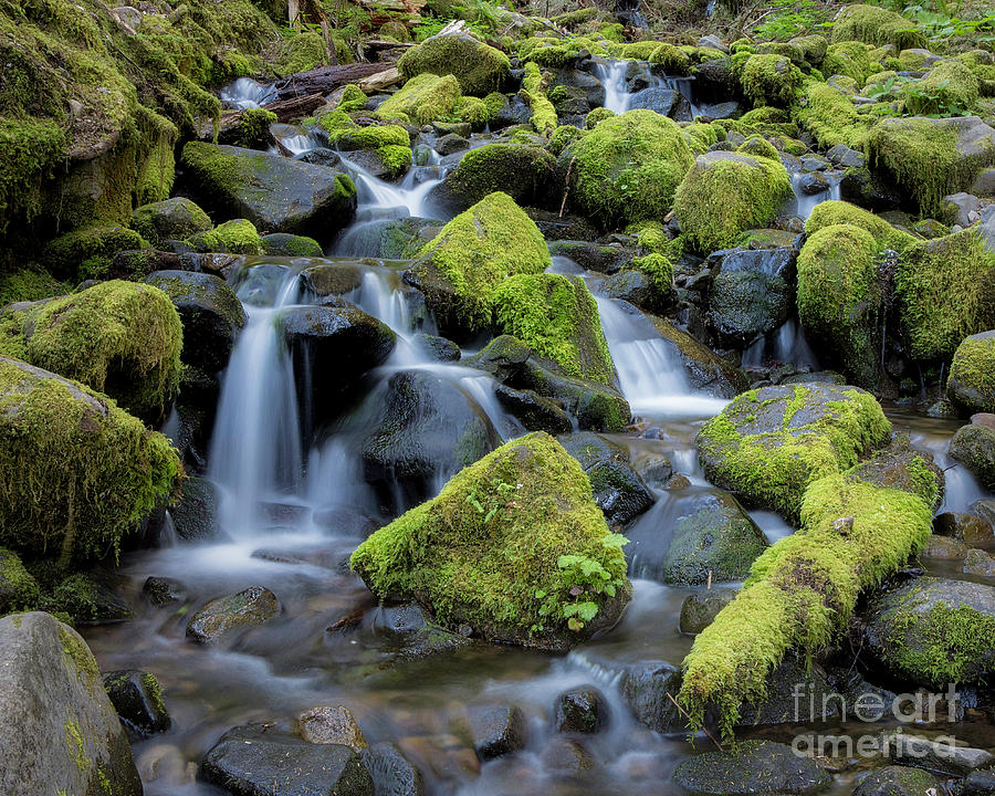 Mossy Rocks Hoh Rain Forest Photograph by Jerry Fornarotto