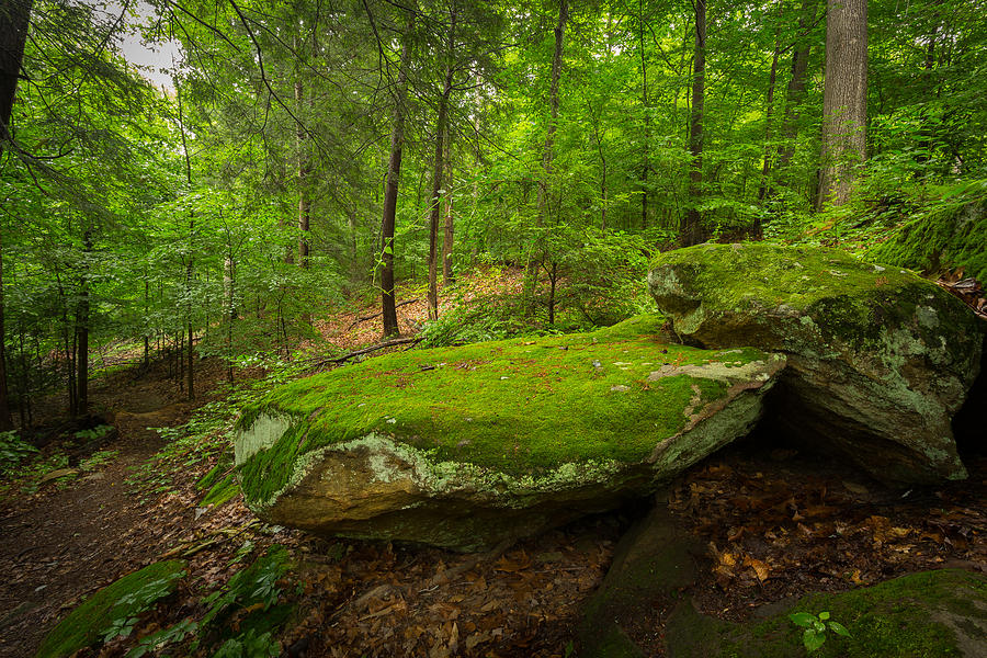 Mossy Rocks In Little Creek Park Photograph by Shane Holsclaw