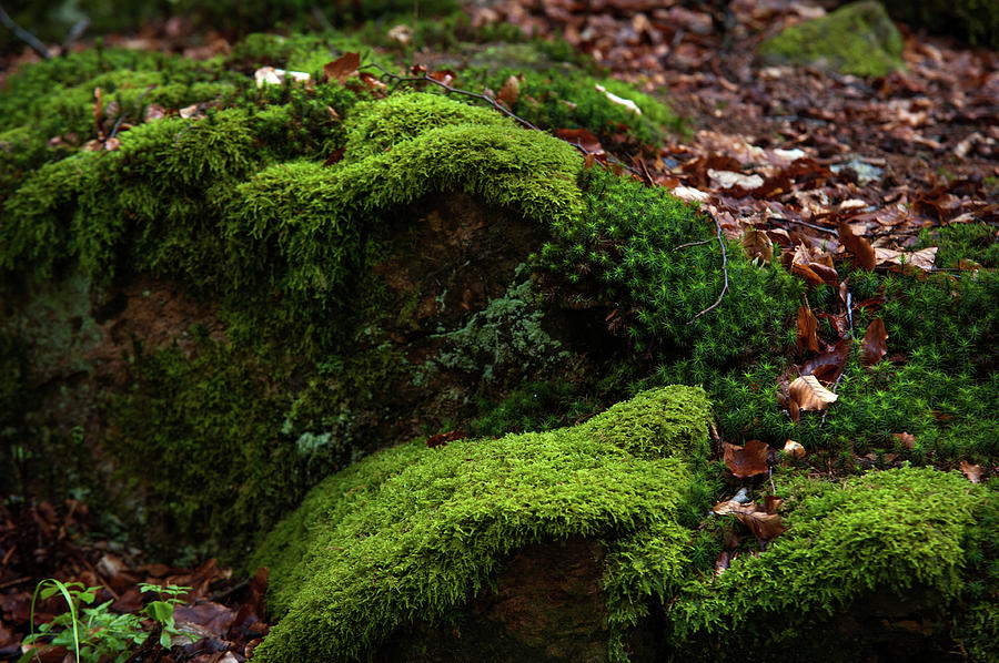 Mossy Rocks in Spring Woods Photograph by Jenny Rainbow