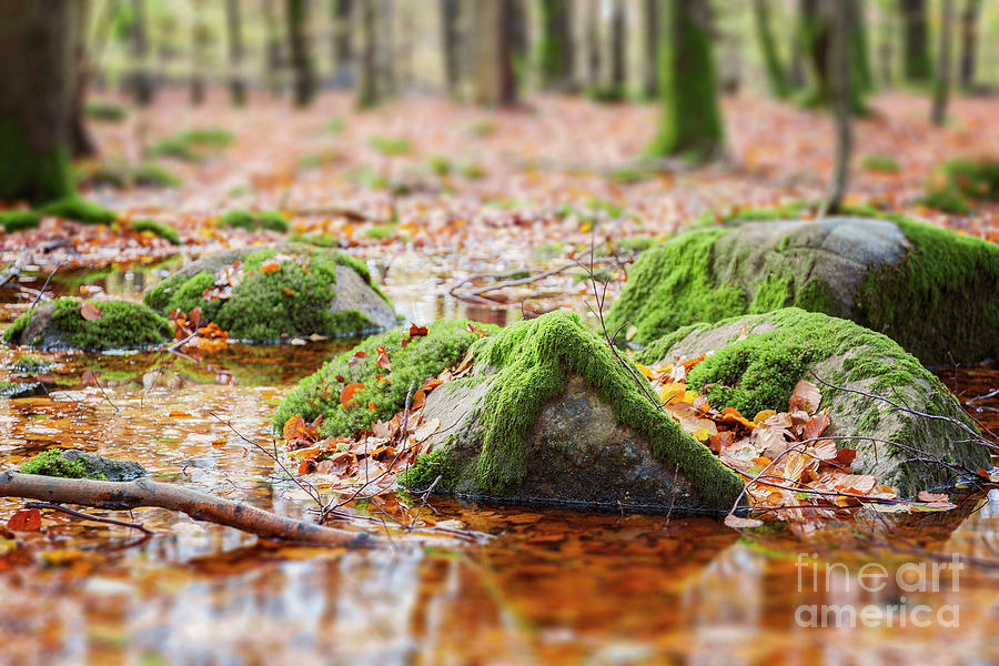 Mossy rocks in swamp Photograph by Sophie McAulay