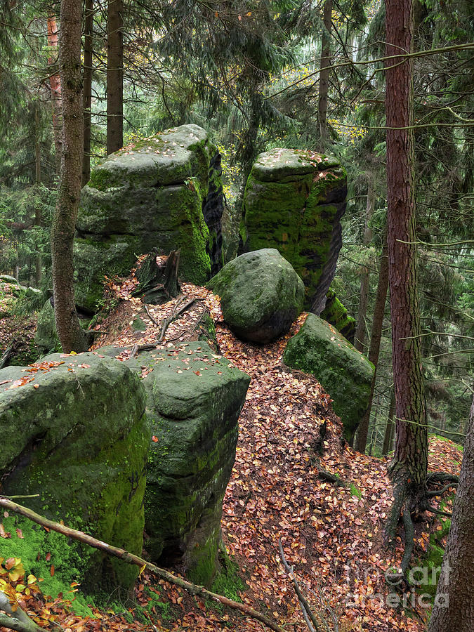 Mossy rocks in the forest Photograph by Michal Boubin