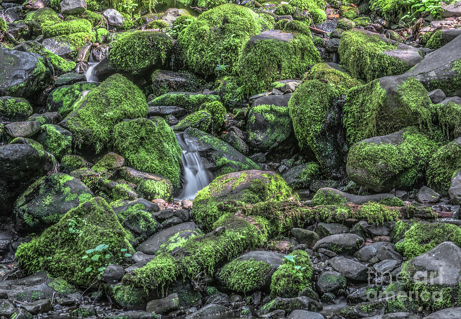 Mossy Rocks Photograph by Jim Chamberlain - Pixels
