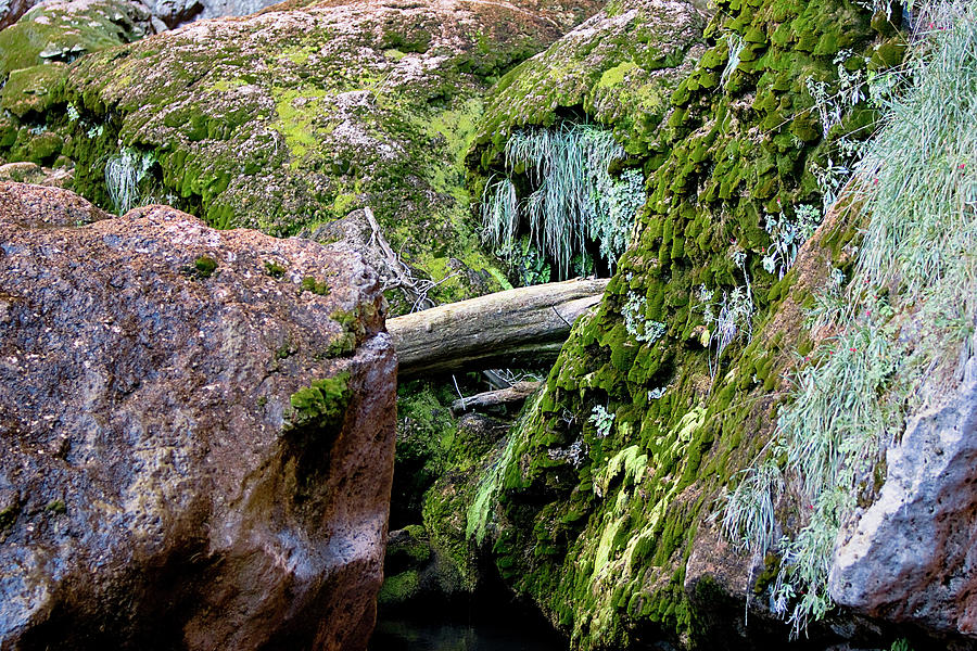 Mossy Rocks Photograph by Phyllis Denton