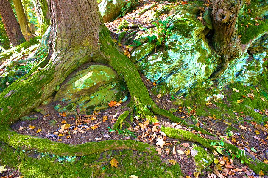 Mossy Roots Photograph by Polly Castor