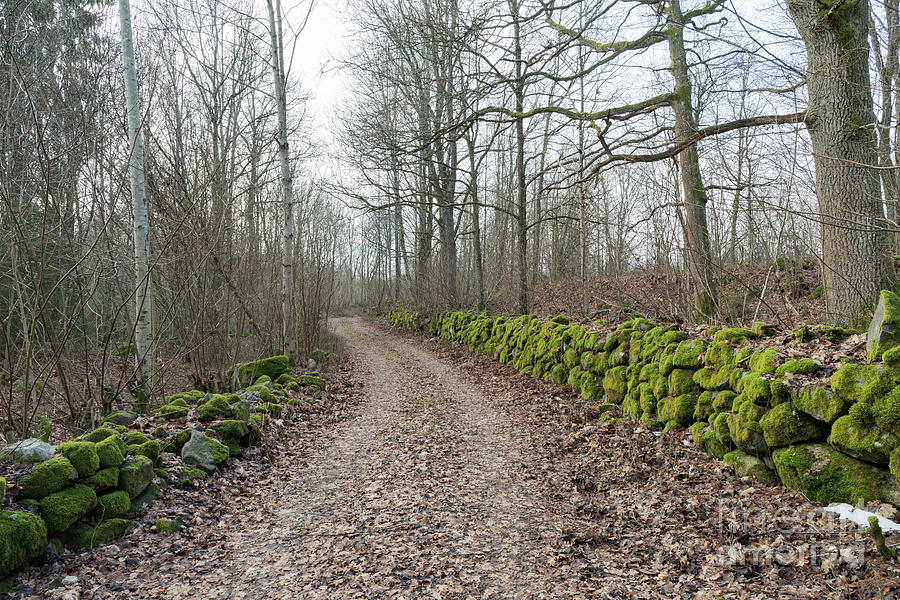 Mossy Stone Walls Along A Country Road Photograph