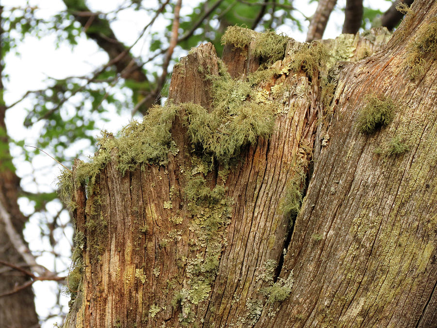 Mossy Stump Photograph by Laurel Powell