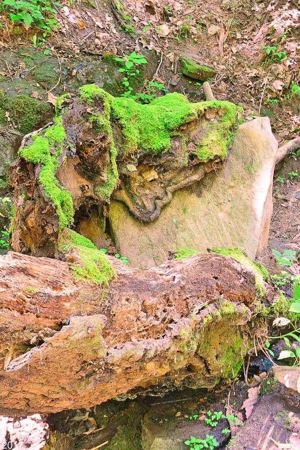 Mossy Stump Meets Rock Vertical Photograph by Lisa Wooten