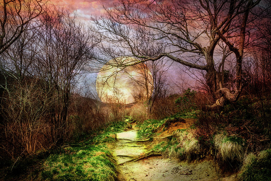 Mossy Trail at Dusk Photograph by Debra and Dave Vanderlaan