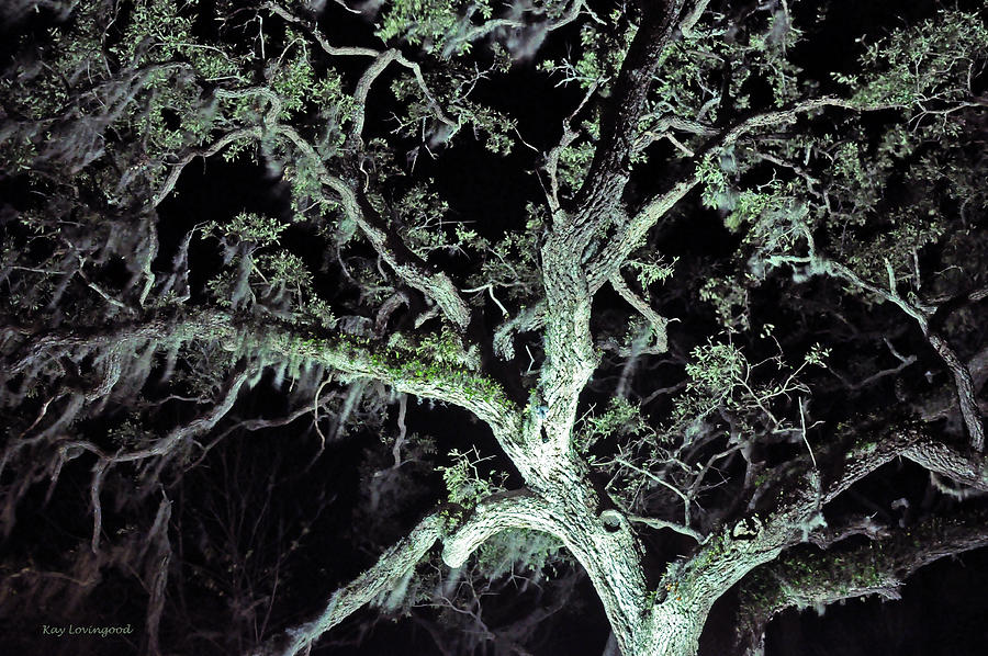 Mossy Tree at Night Photograph by Kay Lovingood