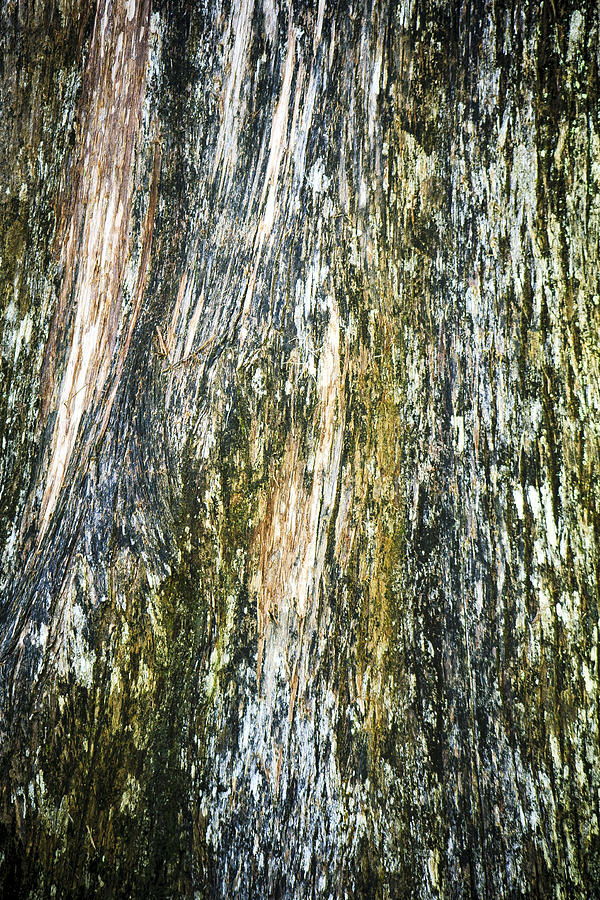 Mossy Tree Bark Photograph by Marilyn Hunt