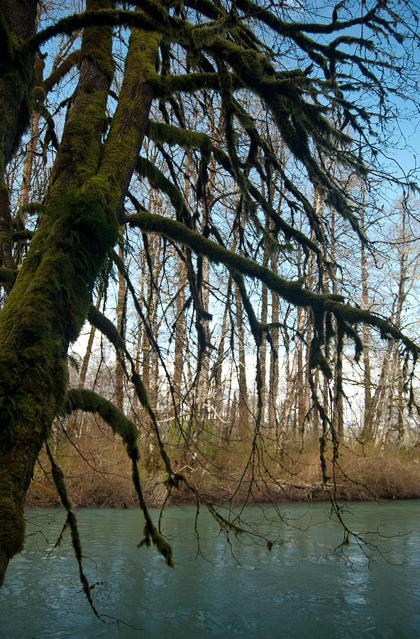 Mossy Tree By The Skokomish River Photograph by Jani Freimann