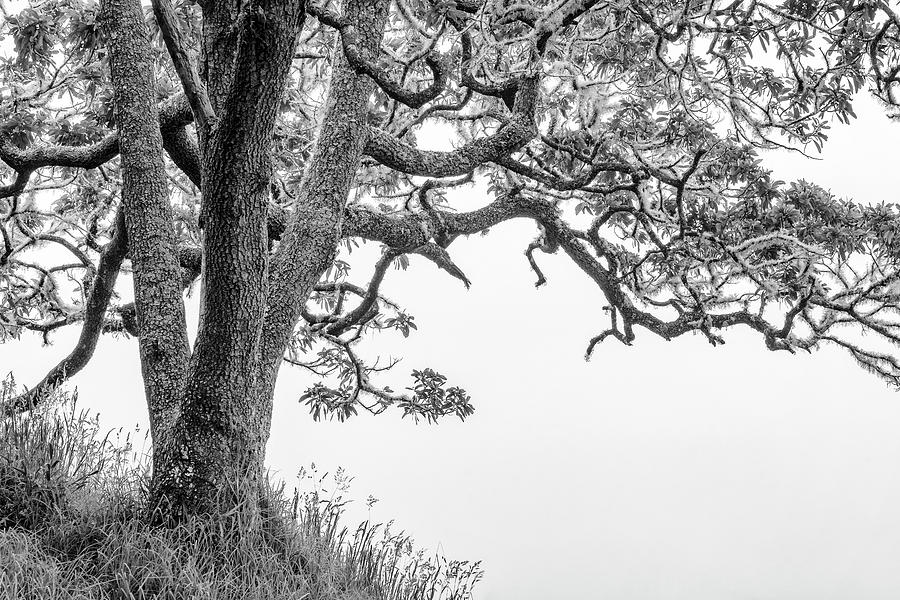 Black And White Photograph - Mossy Tree by Christopher Johnson