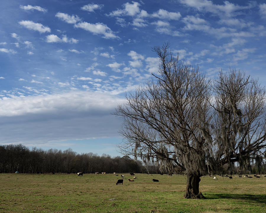 Mossy Tree Photograph by Daryl Clark