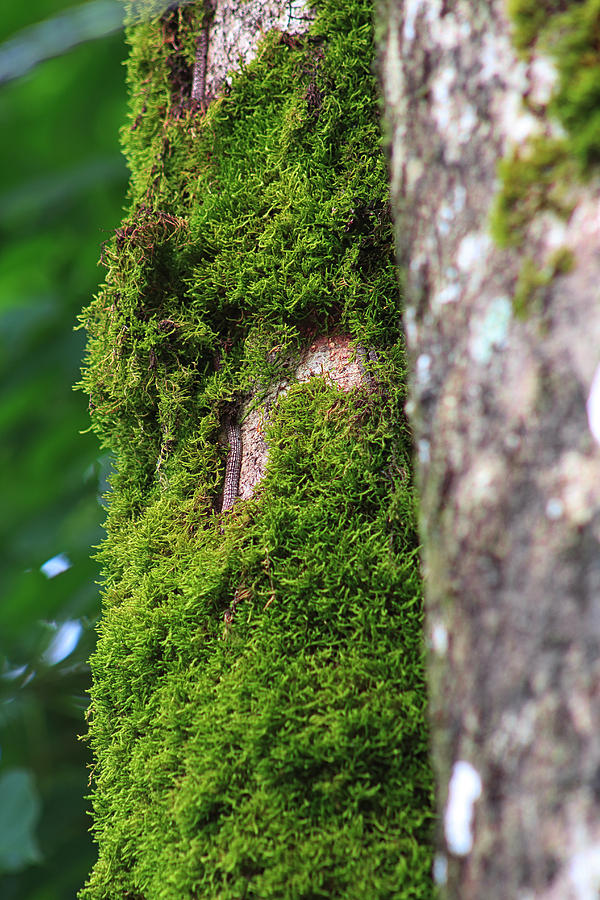 Tree Photograph - Mossy Tree by L L