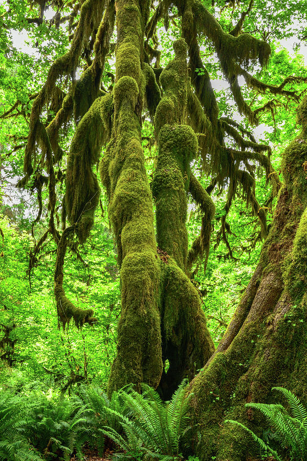 Mossy Tree Photograph by Spencer McDonald