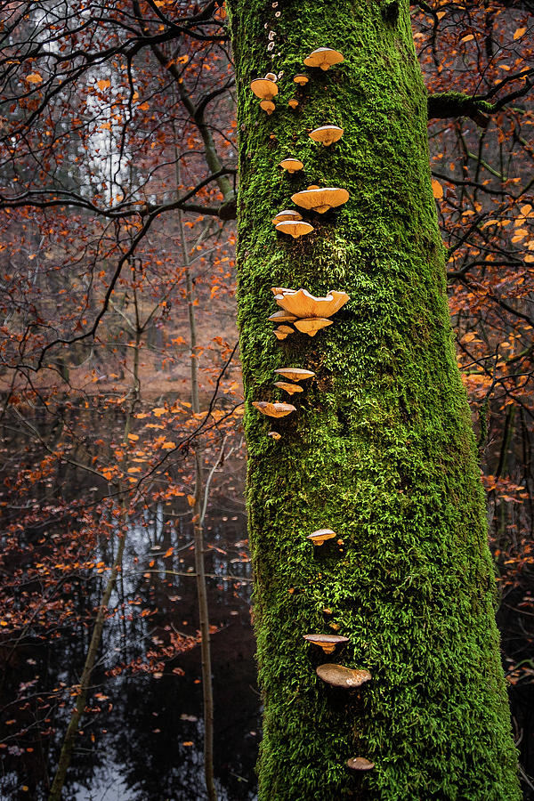 Tree Photograph - Mossy Tree with Shrooms by Alexander Kunz