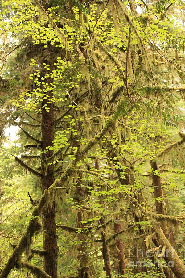 Mossy Trees and Spring Green Photograph by Carol Groenen