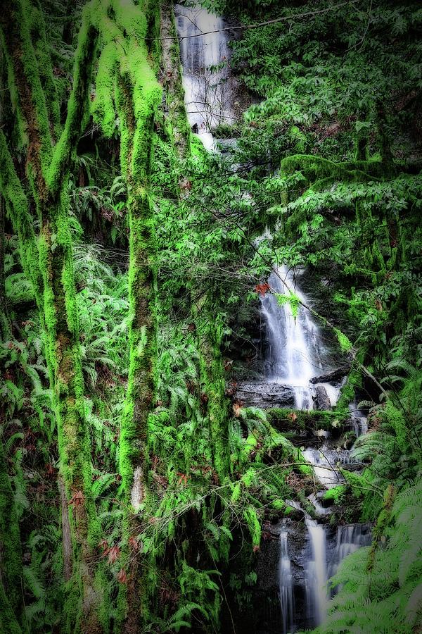Mossy Trees and Waterfalls  Photograph by KATIE Vigil