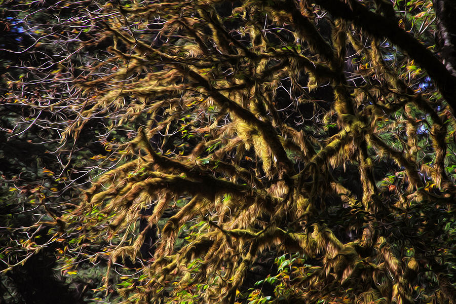 Mossy trees Photograph by Bonnie Follett