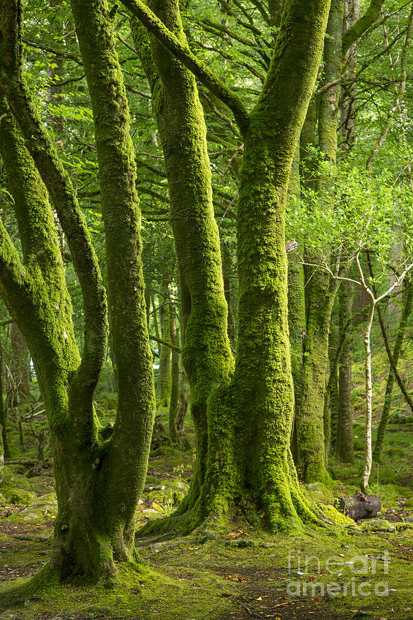 Mossy Trees Photograph by Brian Jannsen