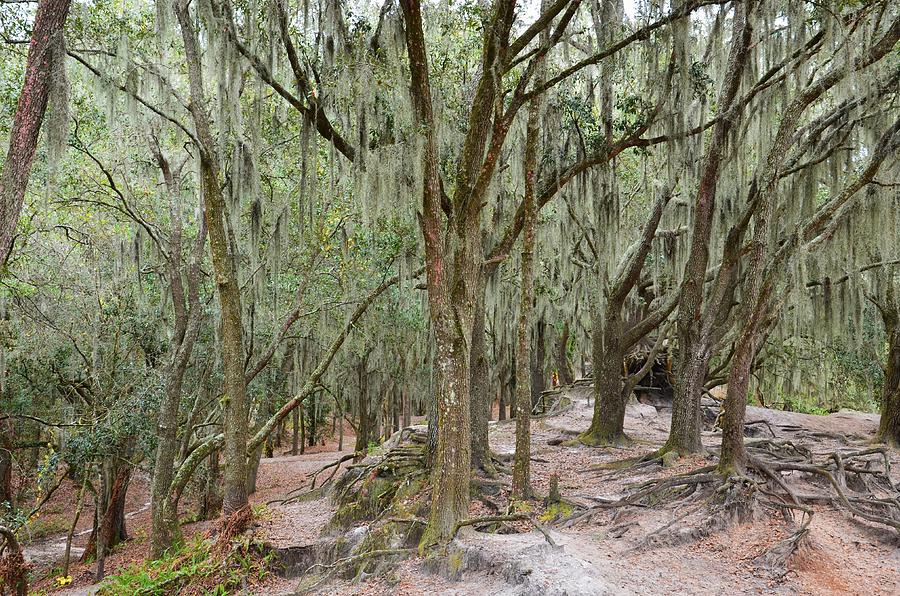 Mossy trees Photograph by James Carnes - Fine Art America