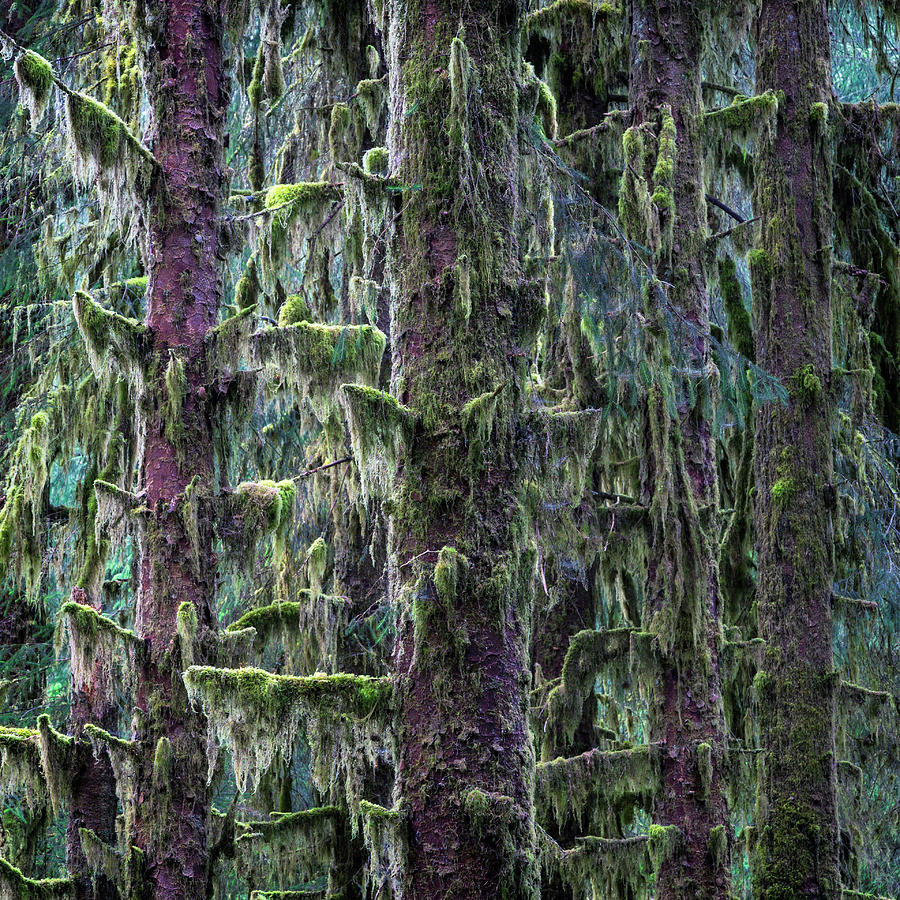 Mossy Trees Photograph by Stephen Stookey