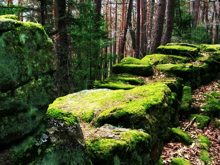 Mossy Wall Photograph by Digital Art Cafe