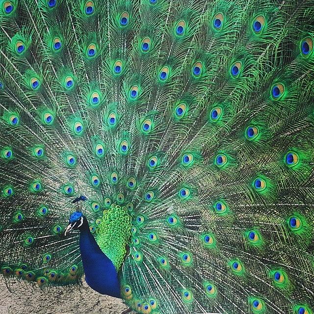 Peacock Photograph - Peacock so gorgeous by Lauren Fitzpatrick