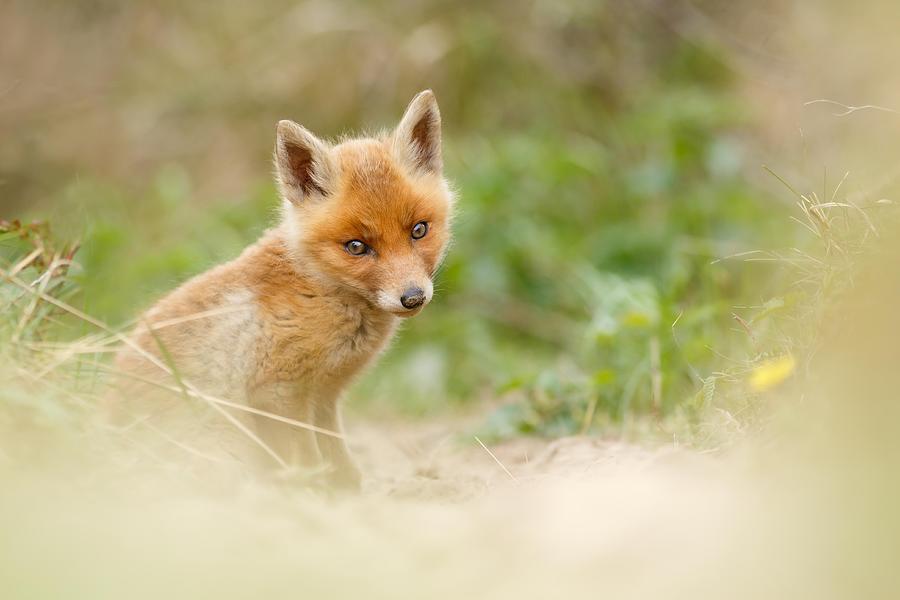 Wildlife Photograph - Most Beautiful Red Fox Kit in the World by Roeselien Raimond