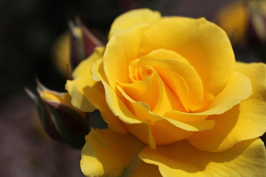 Most Elegant Yellow Rose Photograph by Tammy Pool
