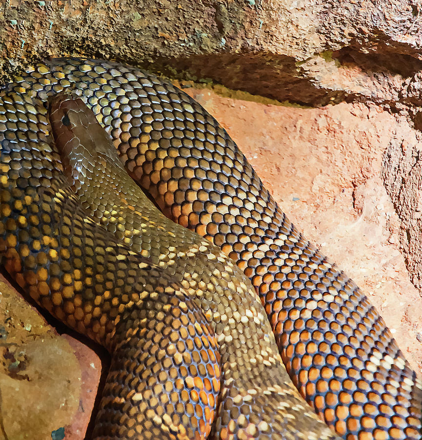 Most Venomous Snake  Photograph by Miroslava Jurcik