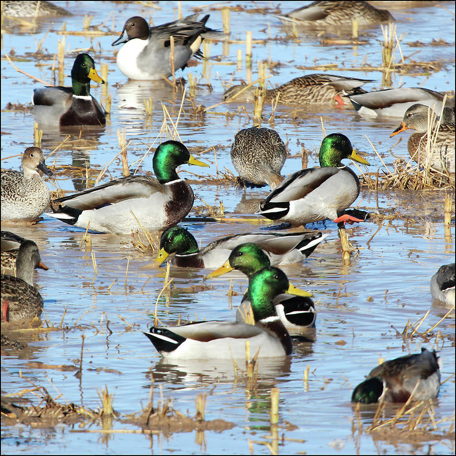 Mostly Mallards Photograph by Marla Craven